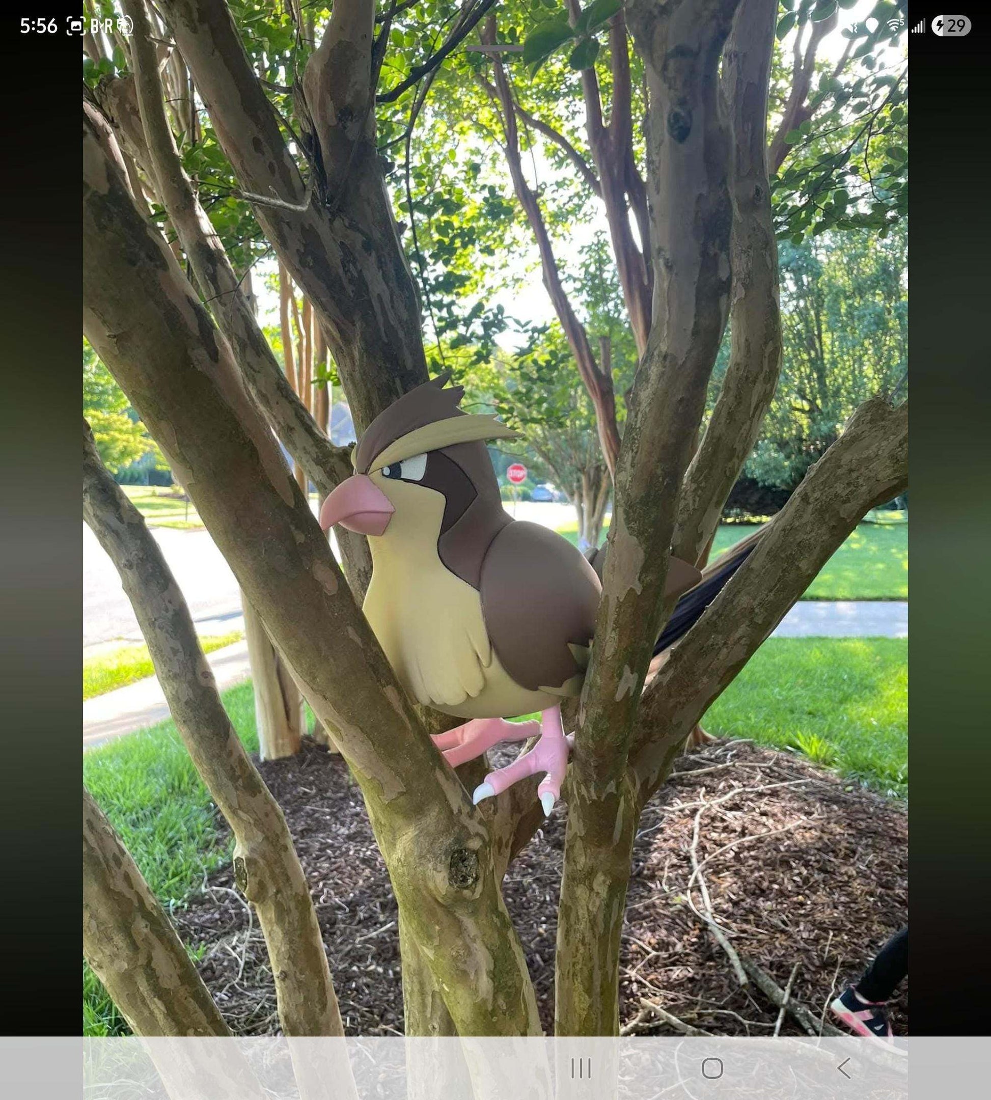 Life size 1:1 1 ft Pokemon #0016 Pidgey bust statue figure by 3dCurioPrints